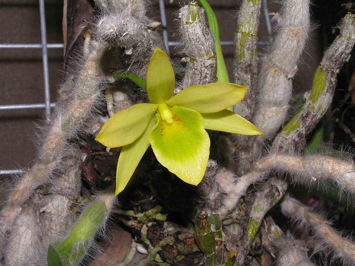 Dendrobium senile