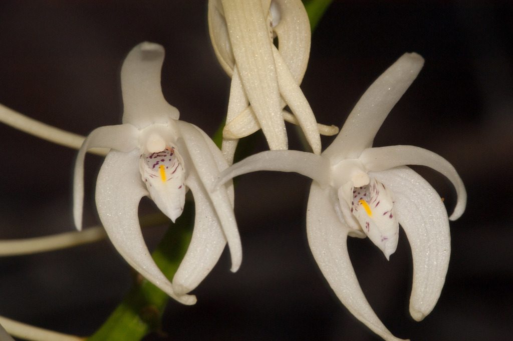 Dendrobium speciosum