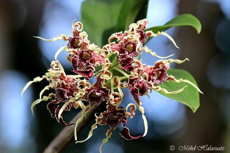 Dendrobium spectabile