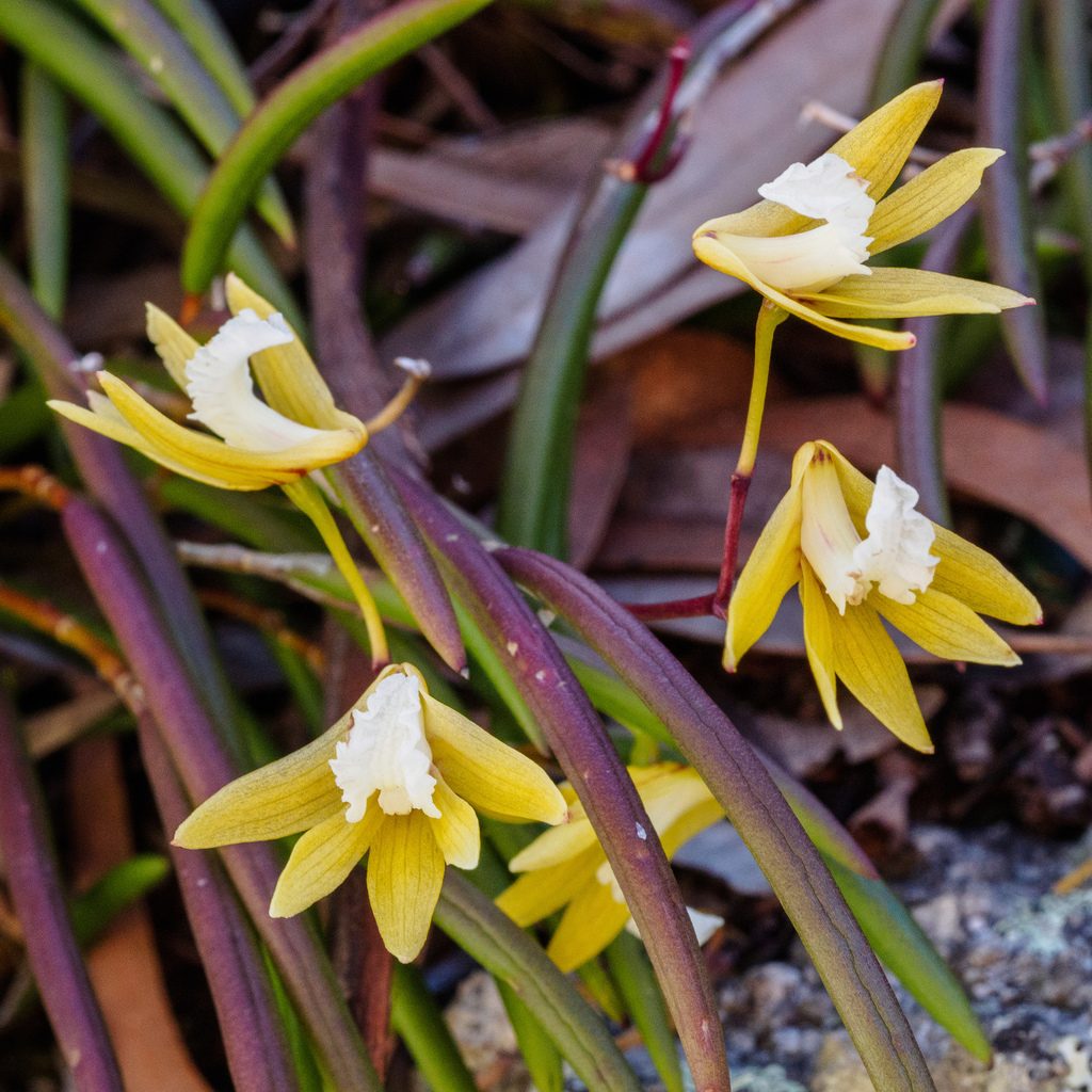 Dendrobium striolatum
