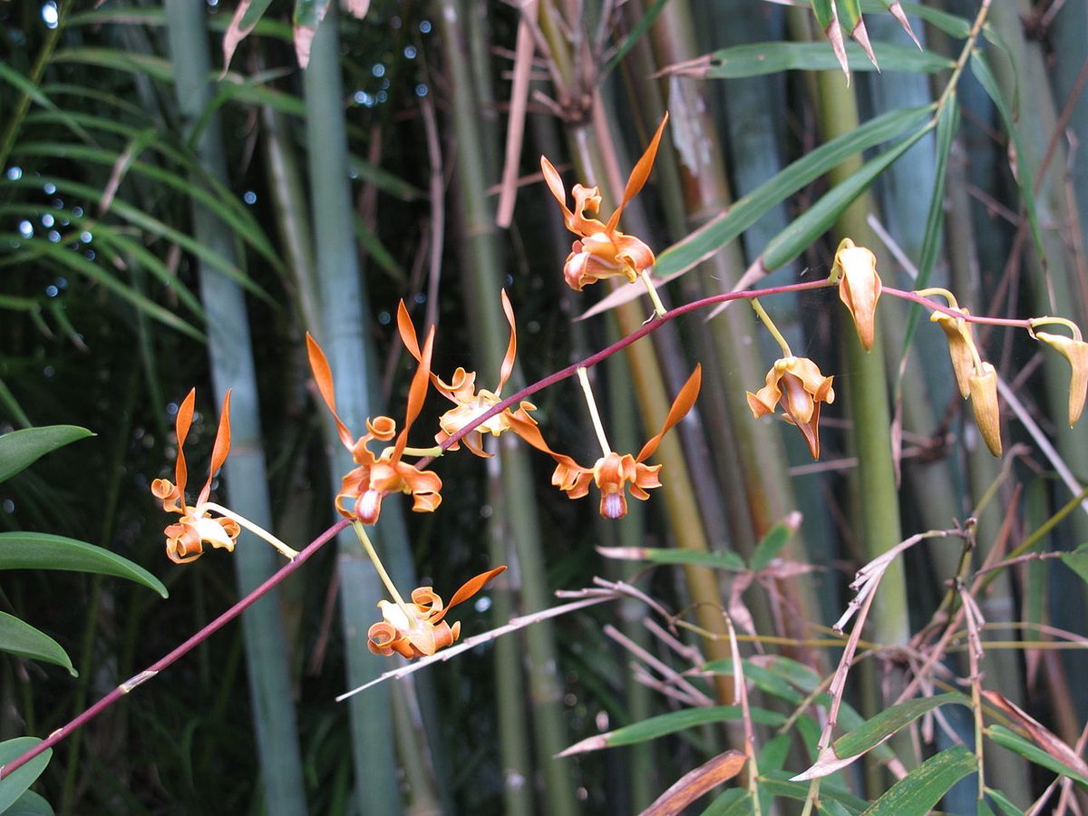 Dendrobium tangerinum