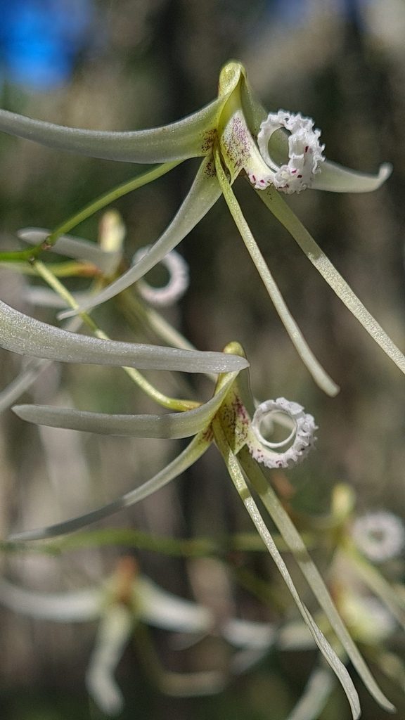 Dendrobium teretifolium