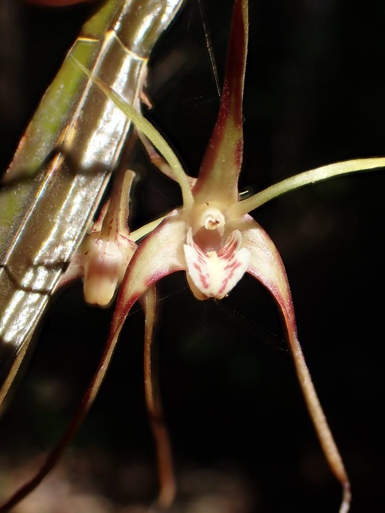 Dendrobium tetragonum
