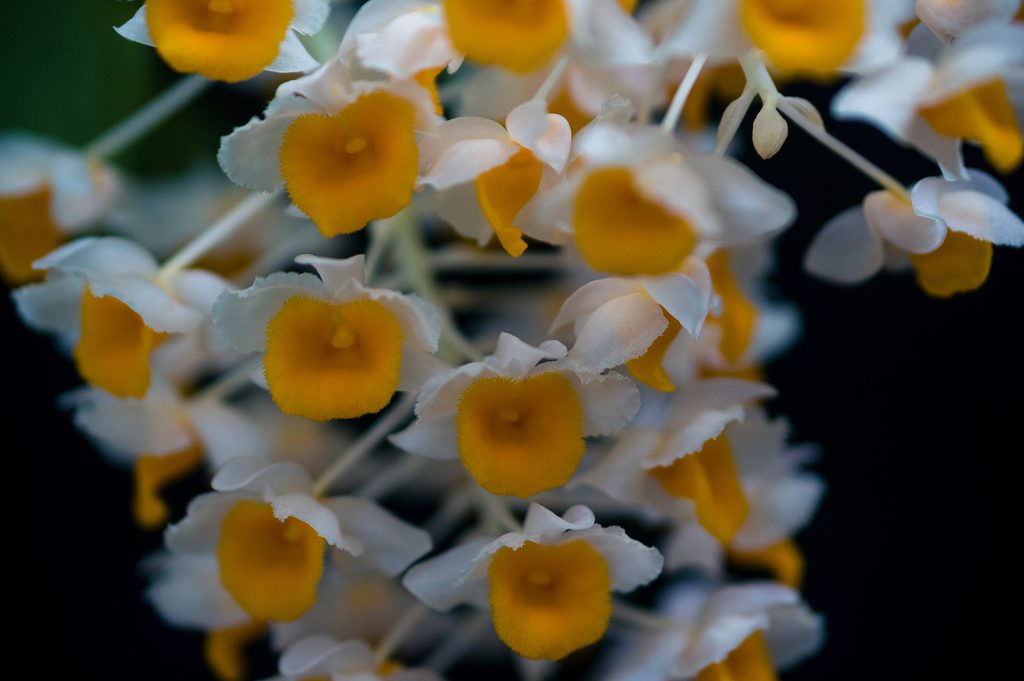 Dendrobium thyrsiflorum