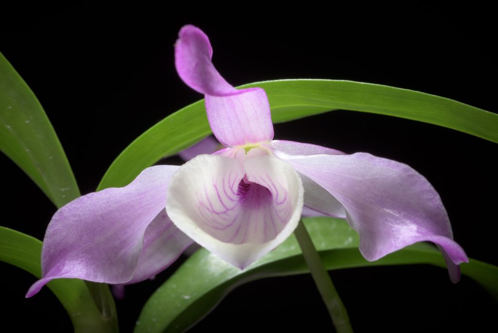 Dendrobium tortile