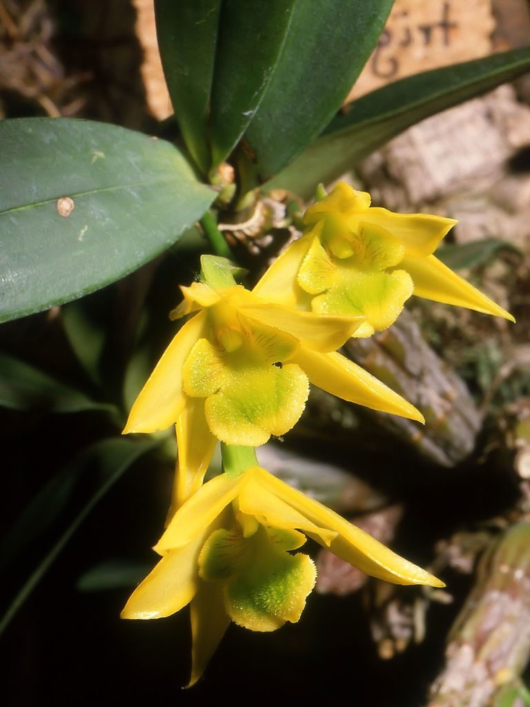 Dendrobium trigonopus