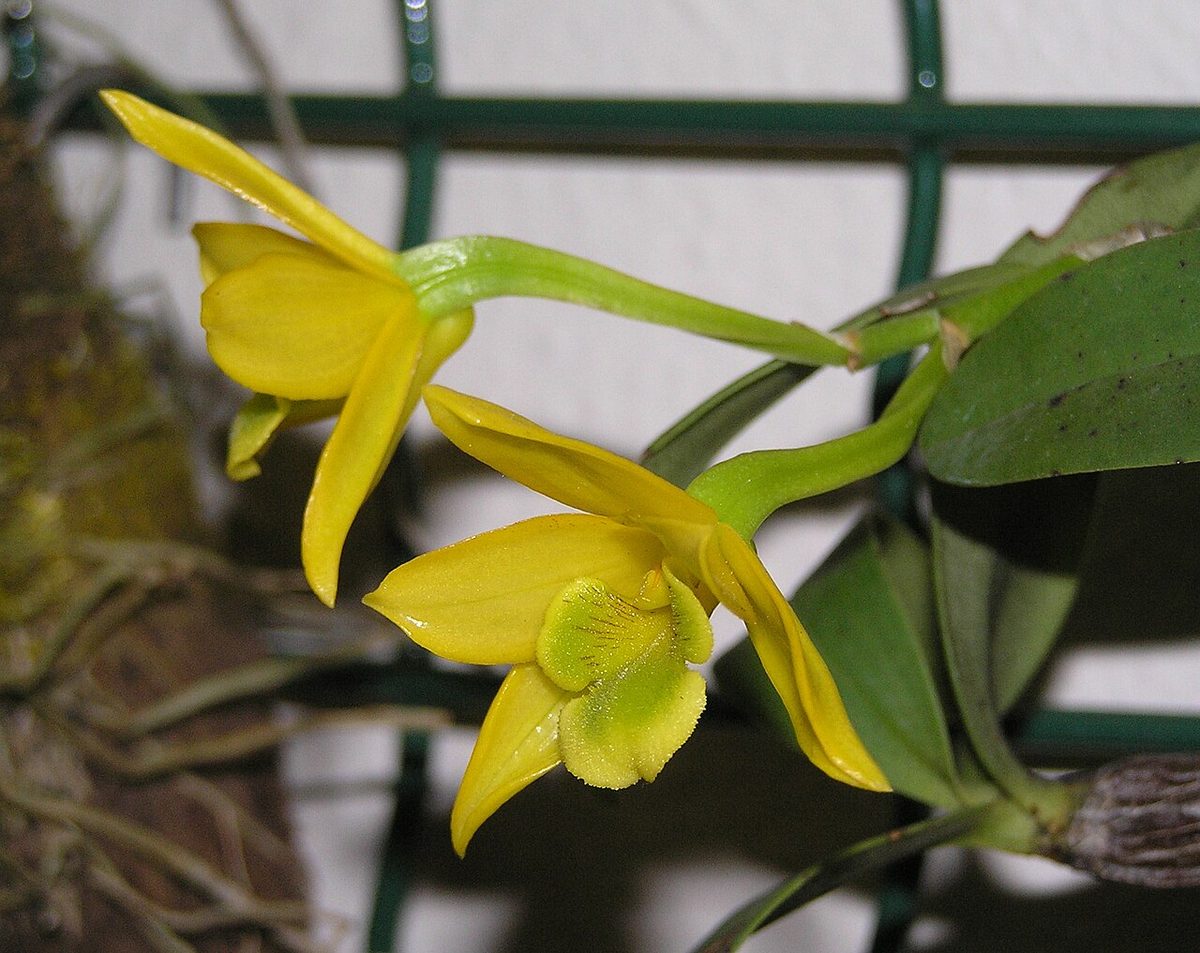 Dendrobium trinervium