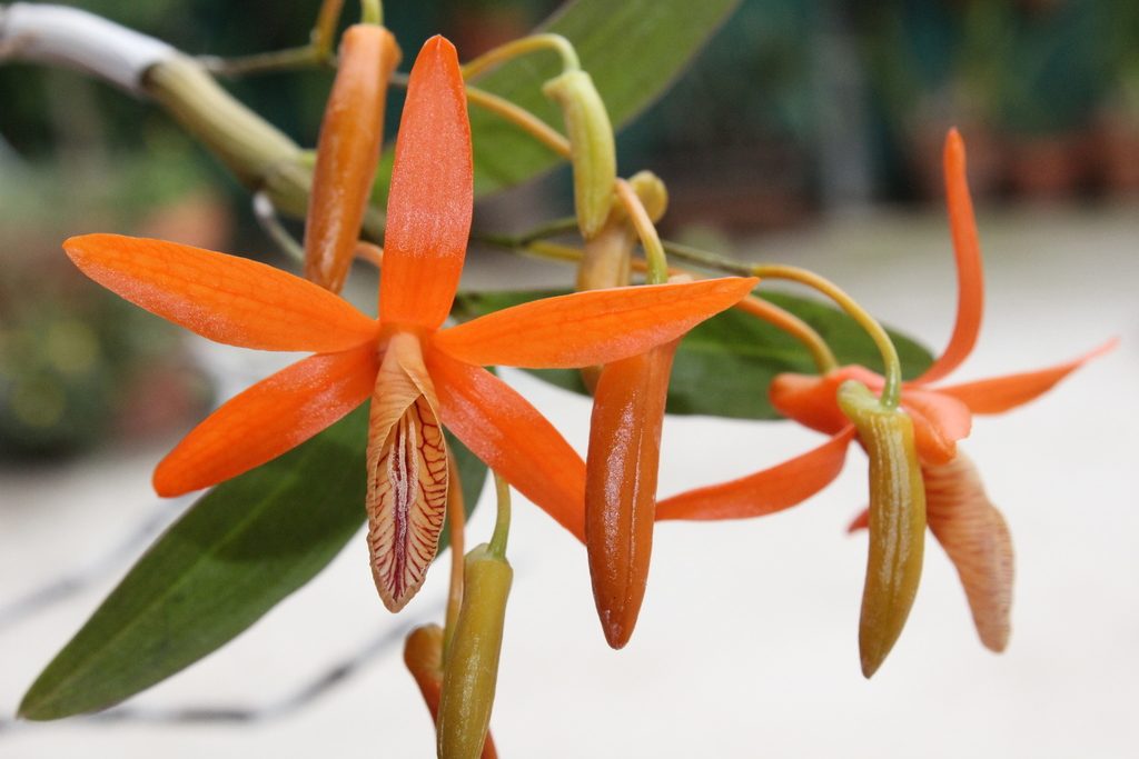 Dendrobium unicum