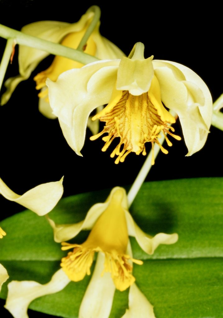 Dendrobium venustum