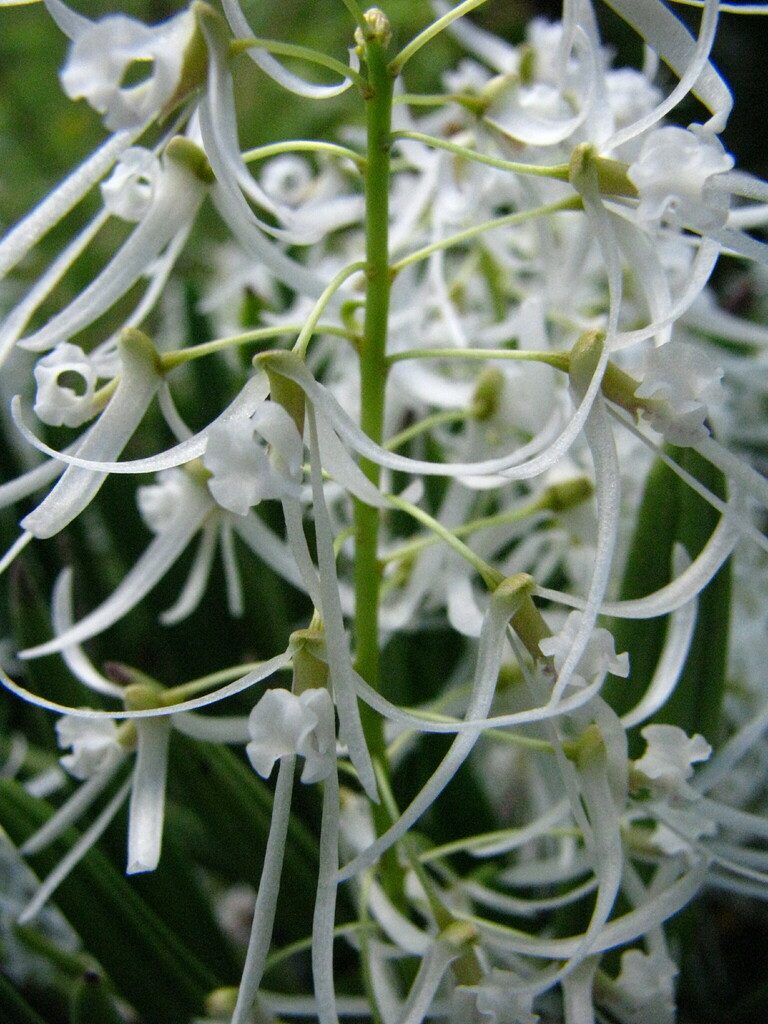 Dendrobium wassellii