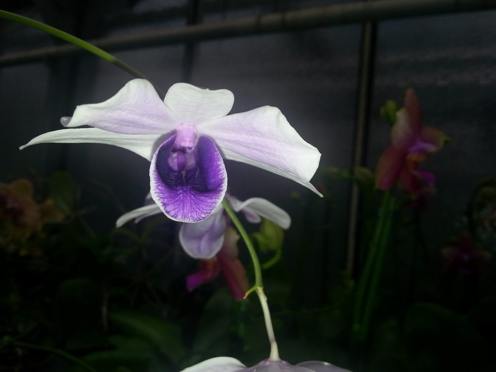 Dendrobium williamsianum