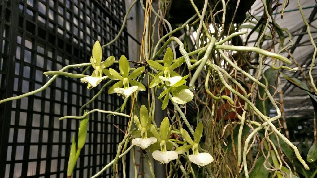 Dendrophylax