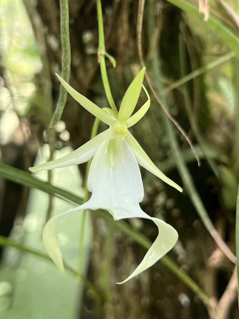 Dendrophylax lindenii