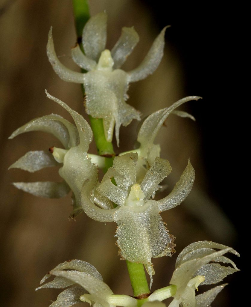 Diaphananthe