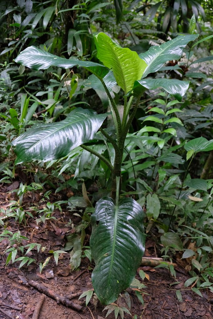 Dieffenbachia amoena
