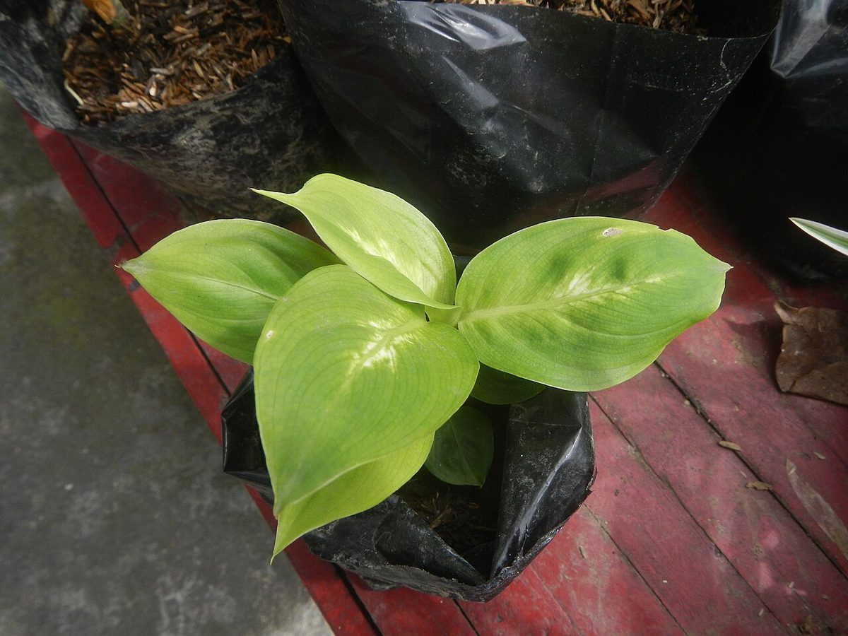 Dieffenbachia maculata