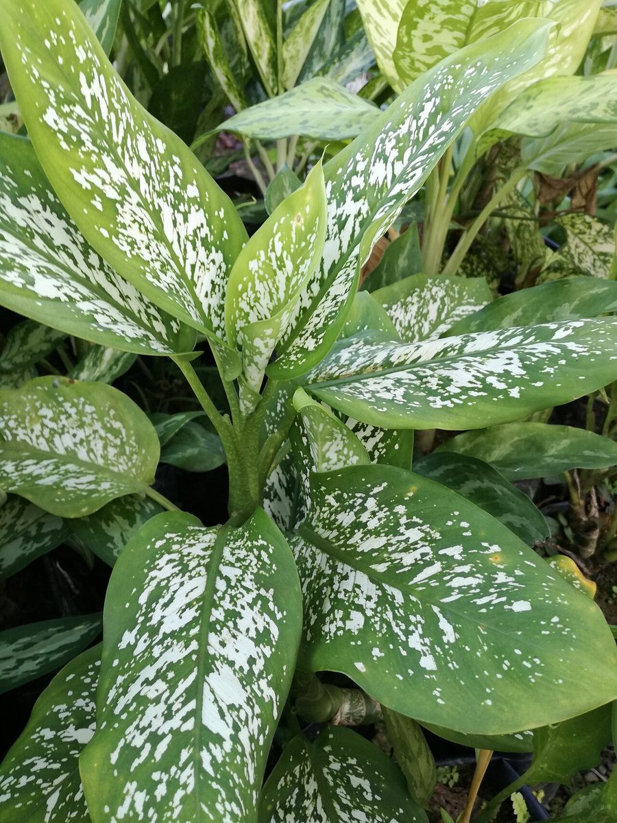 Dieffenbachia picta