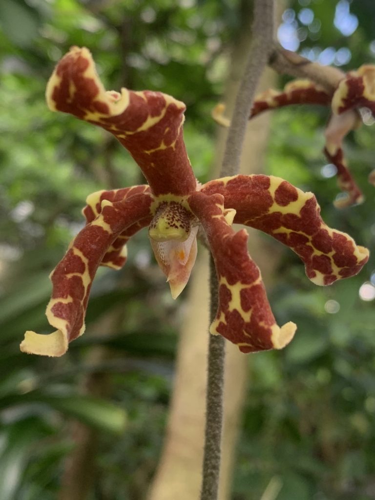 Dimorphorchis