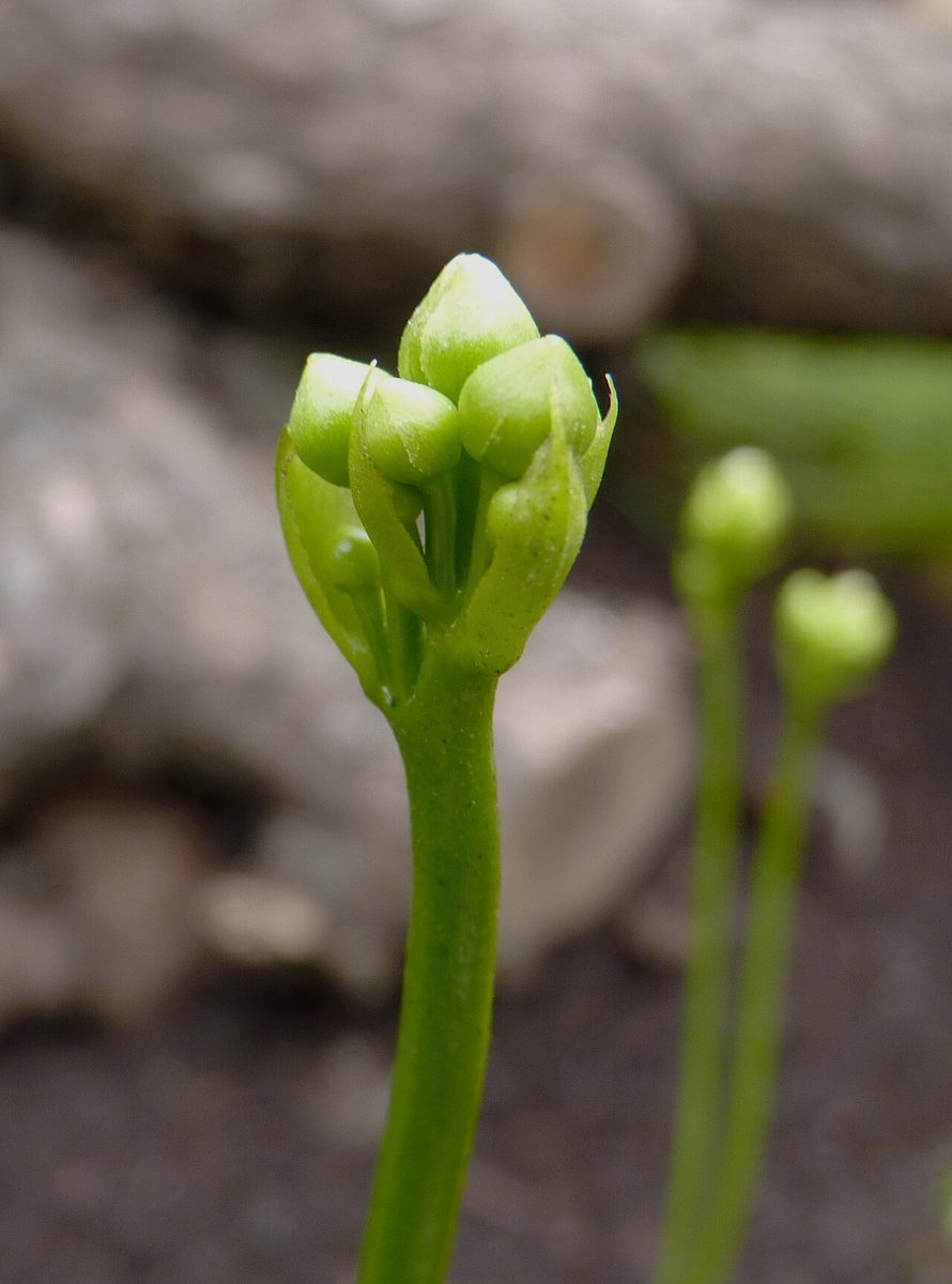 Droseraceae