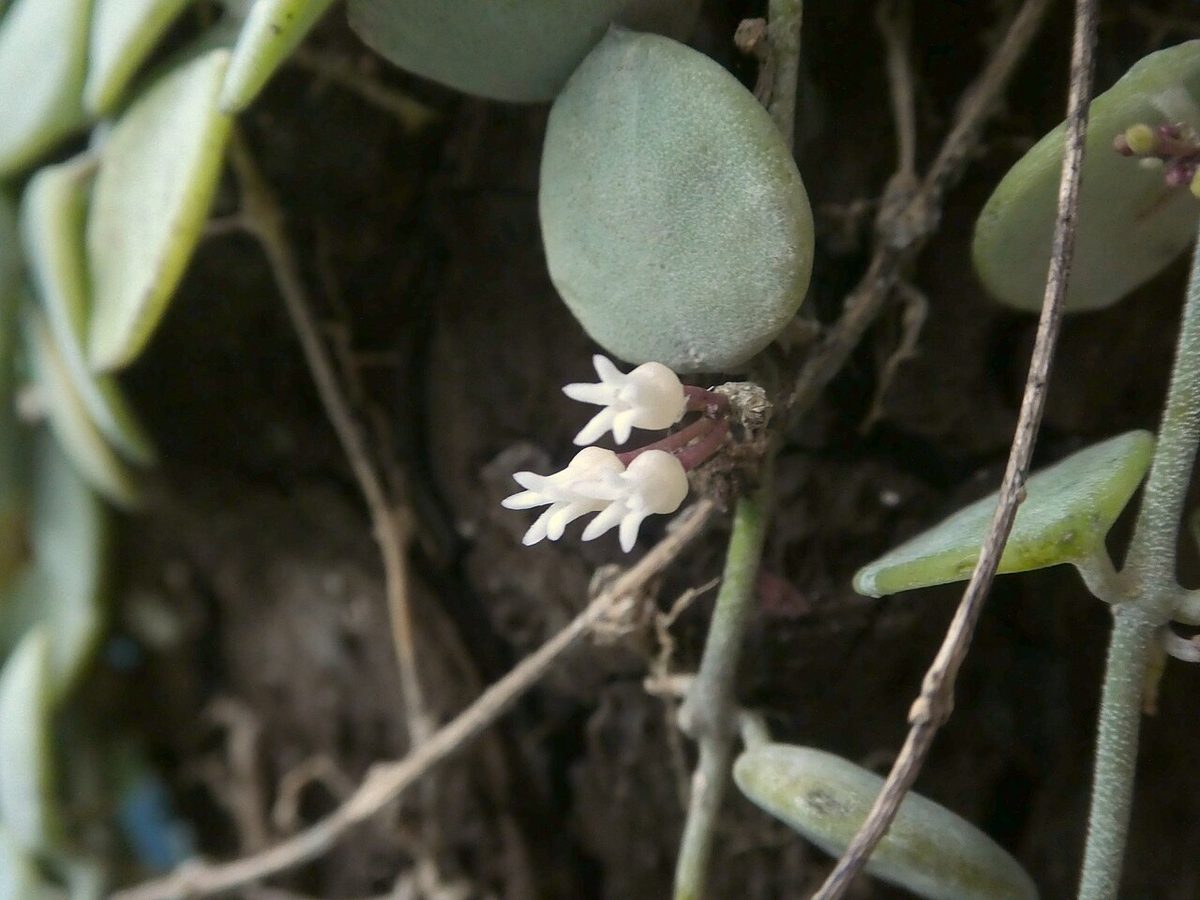 Dischidia