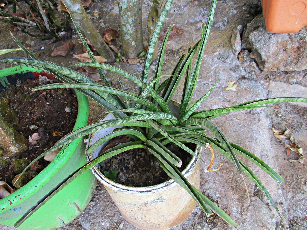 Dracaena angolensis