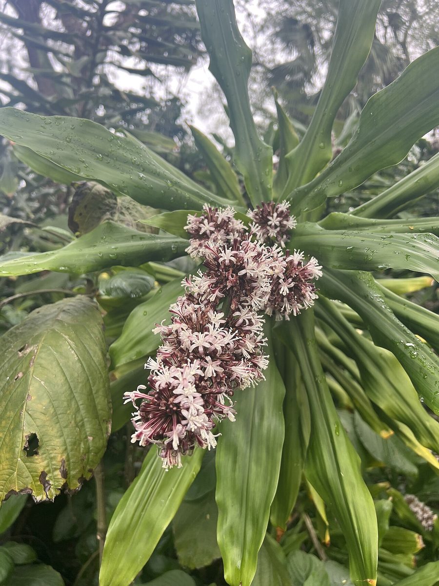 Dracaena deremensis
