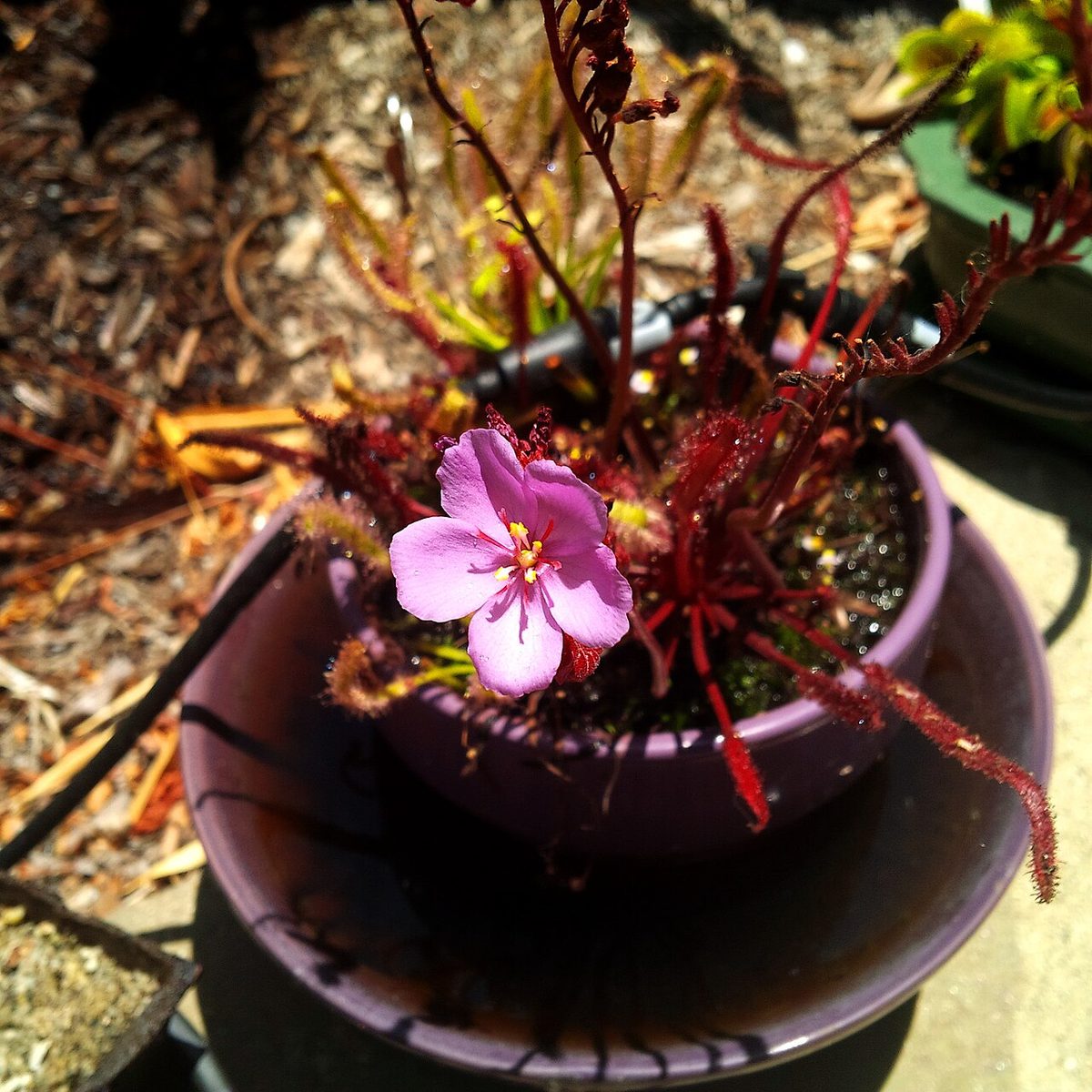 Drosera
