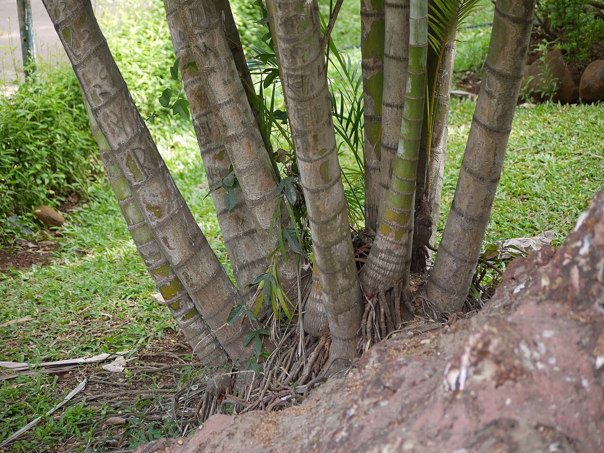 Dypsis lutescens