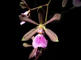 Encyclia cordigera