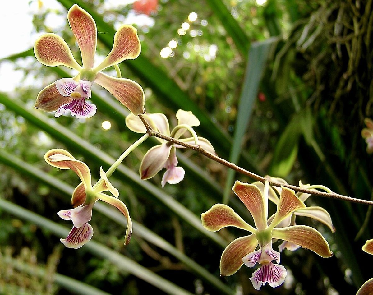 Encyclia advena