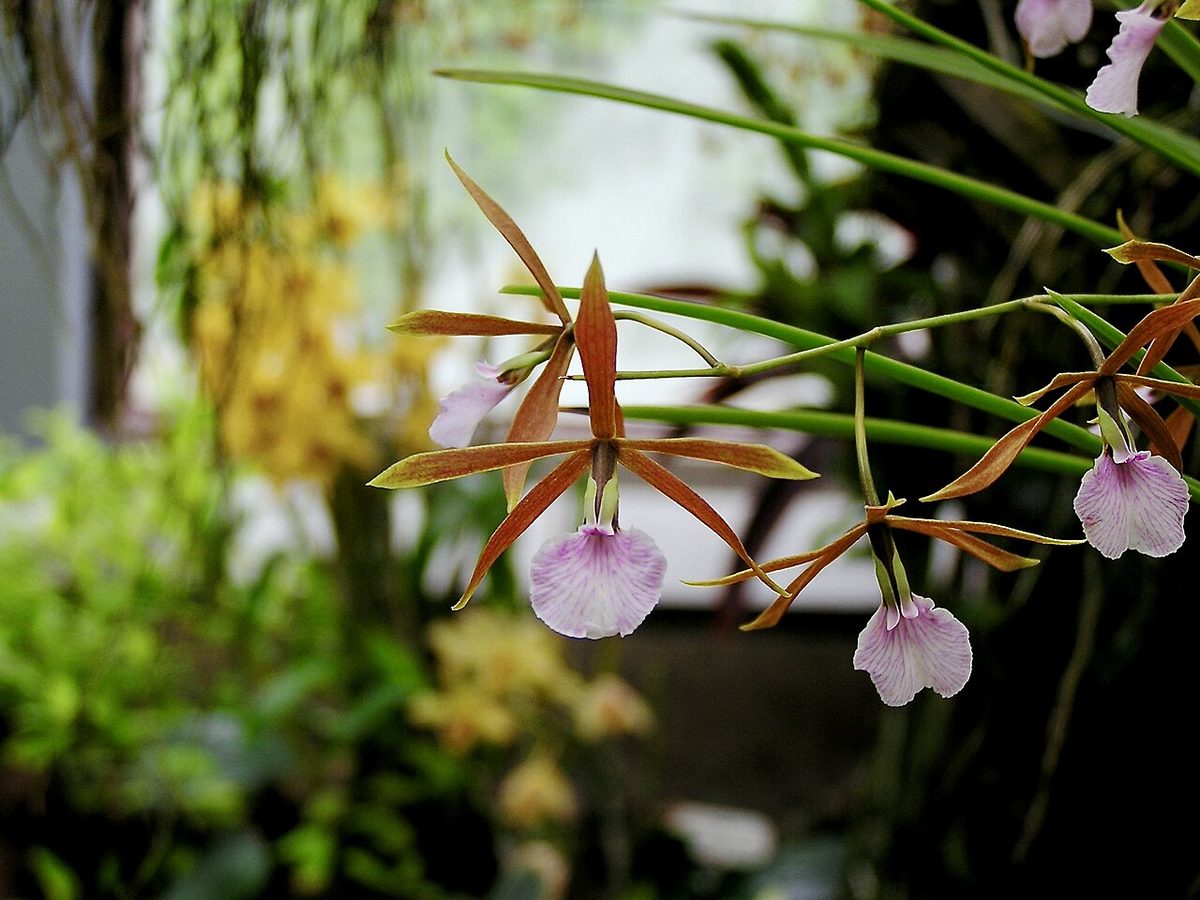 Encyclia bractescens