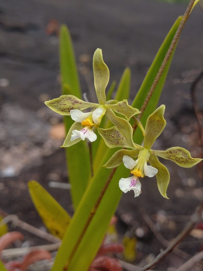 Encyclia granitica
