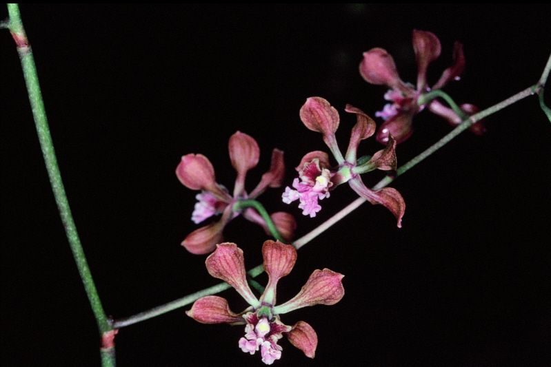 Encyclia hanburyi