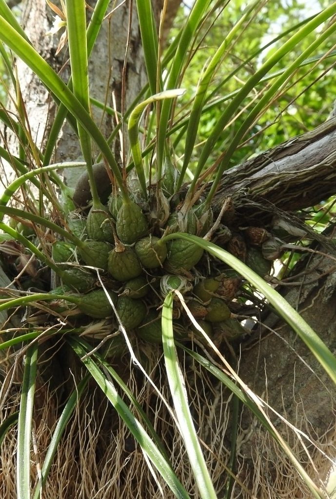 Encyclia nematocaulon