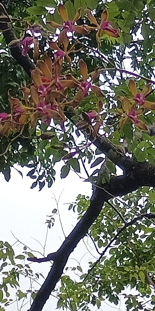 Encyclia plicata