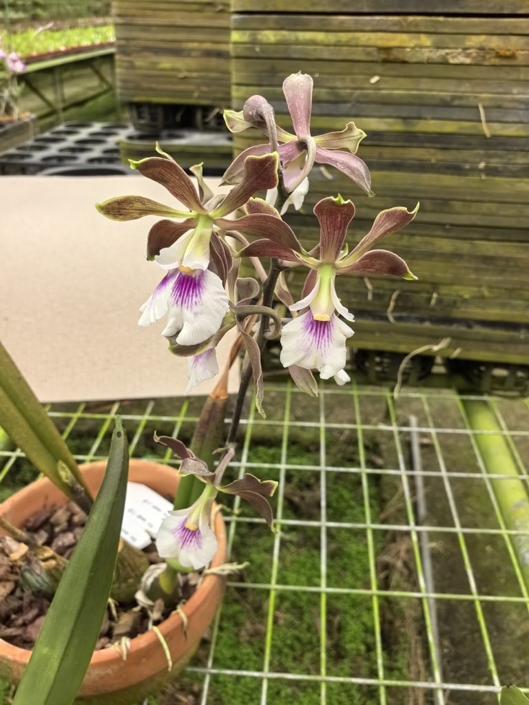 Encyclia randii