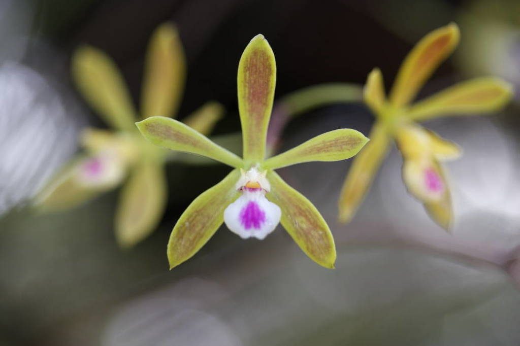 Encyclia tampensis