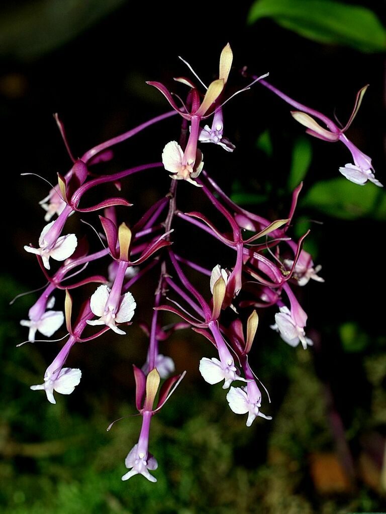 Epidendrum Anika Hassinger