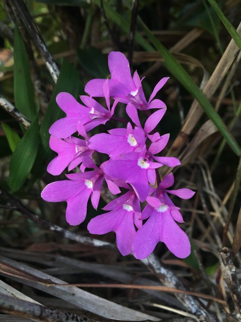 Epidendrum centropetalum