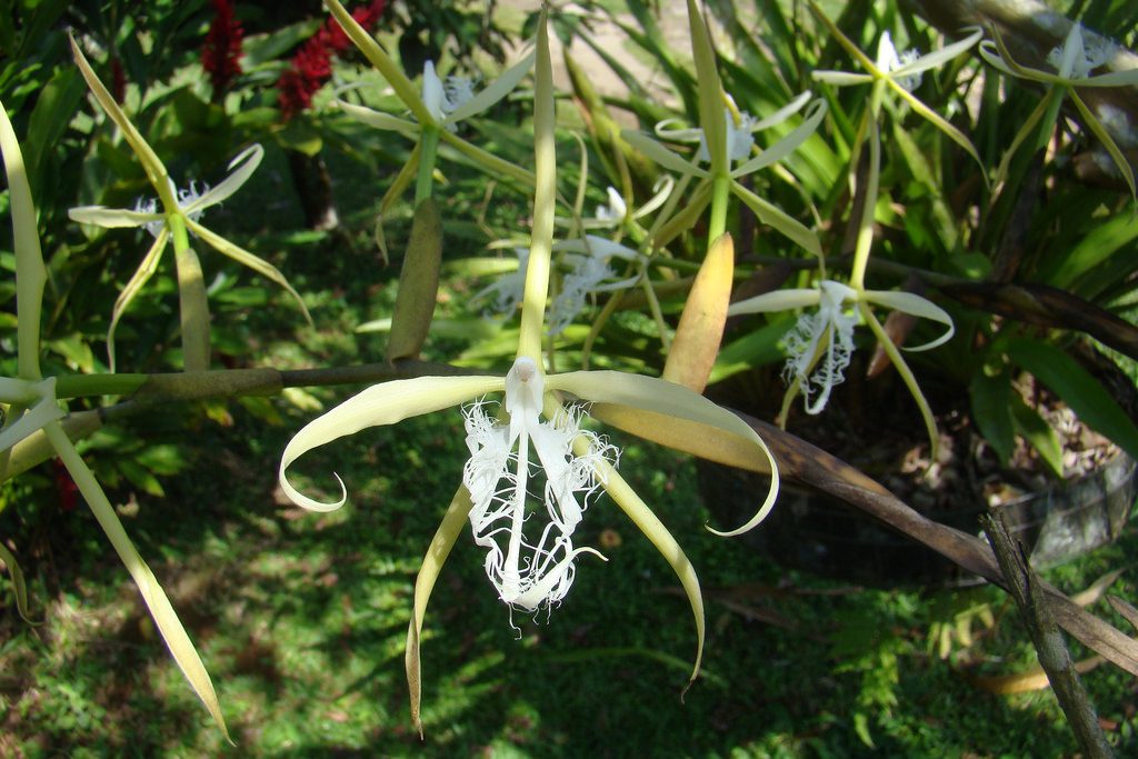 Epidendrum ciliare