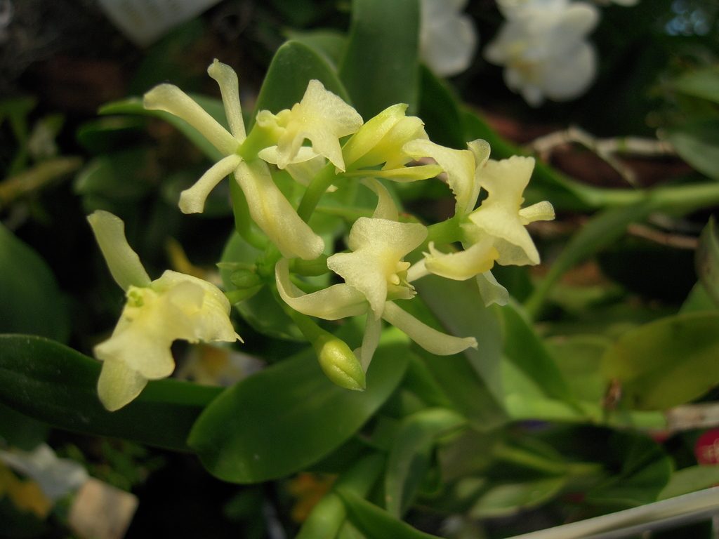 Epidendrum difforme