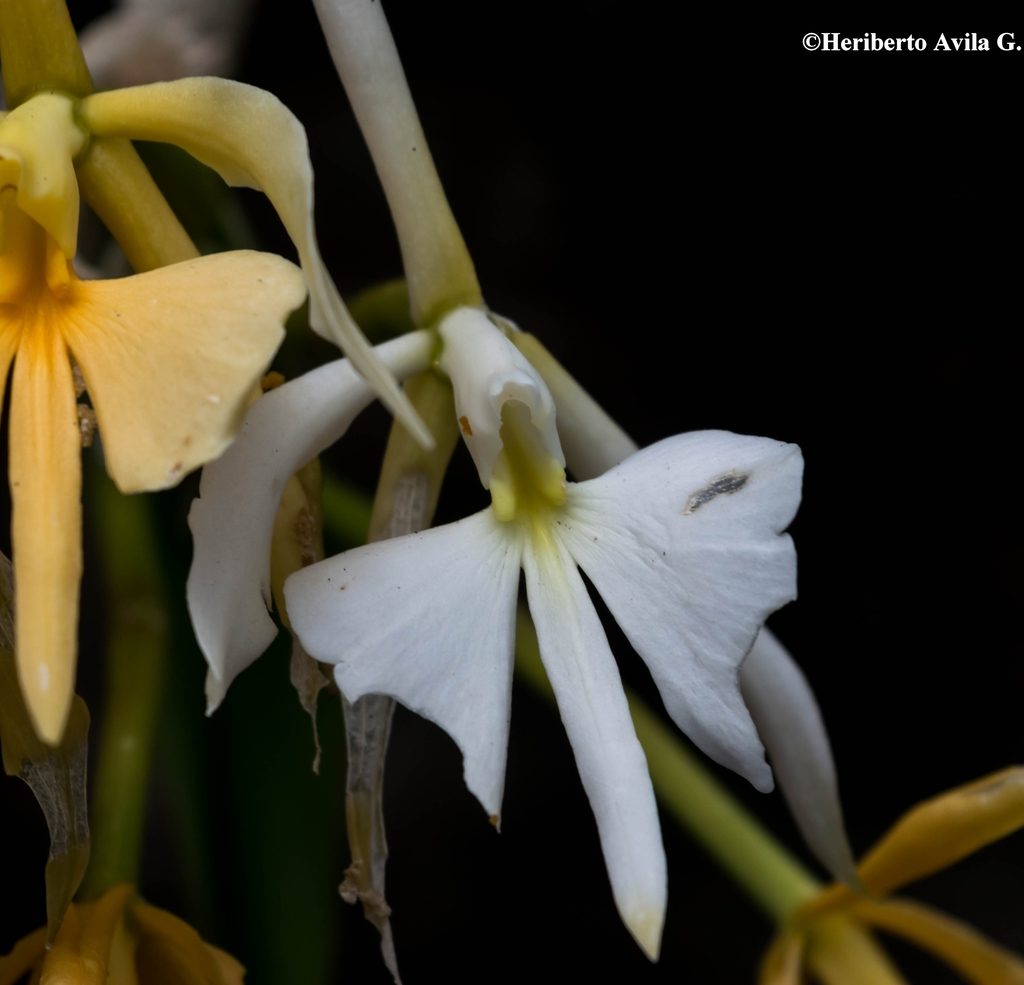 Epidendrum falcatum