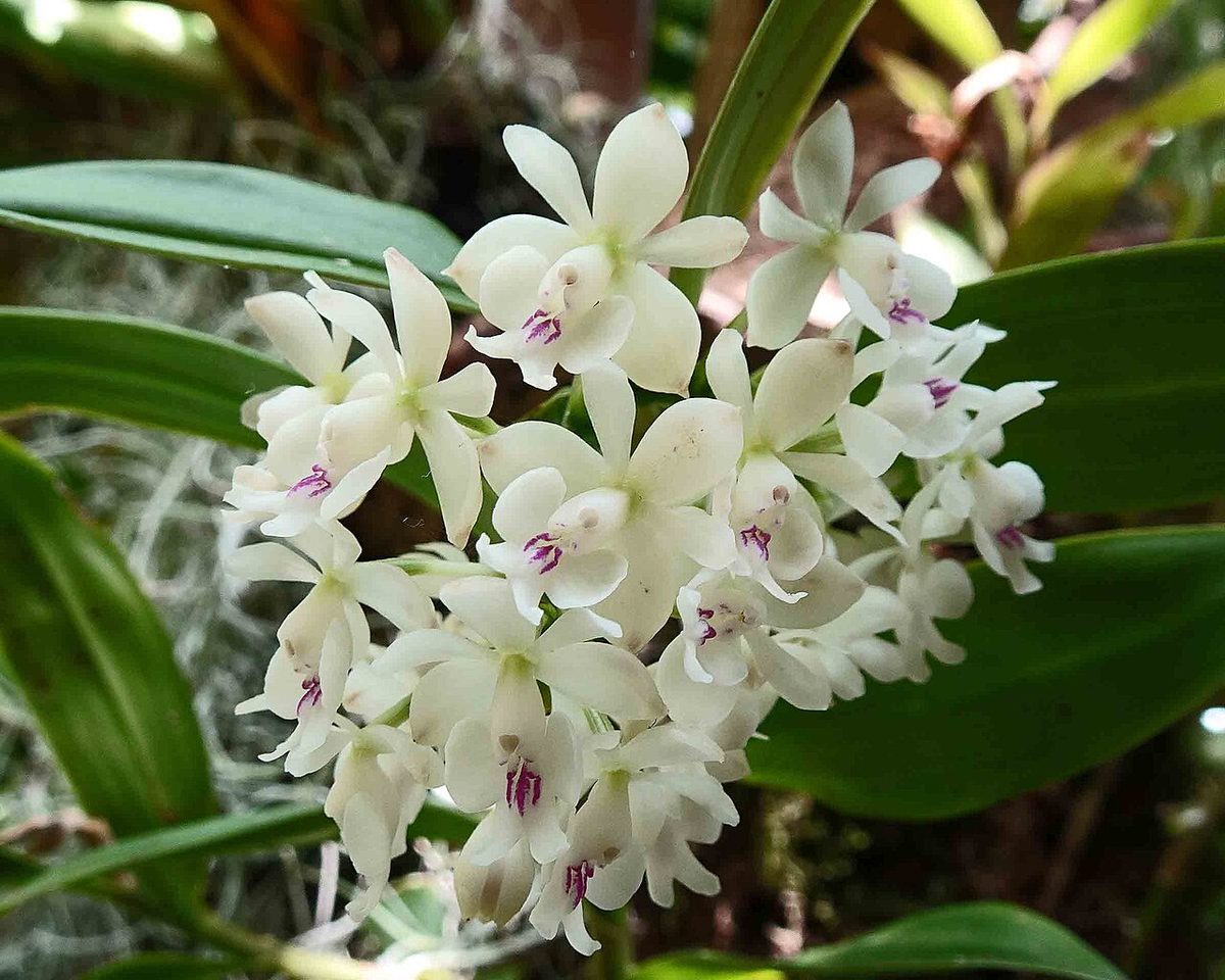 Epidendrum hugomedinae