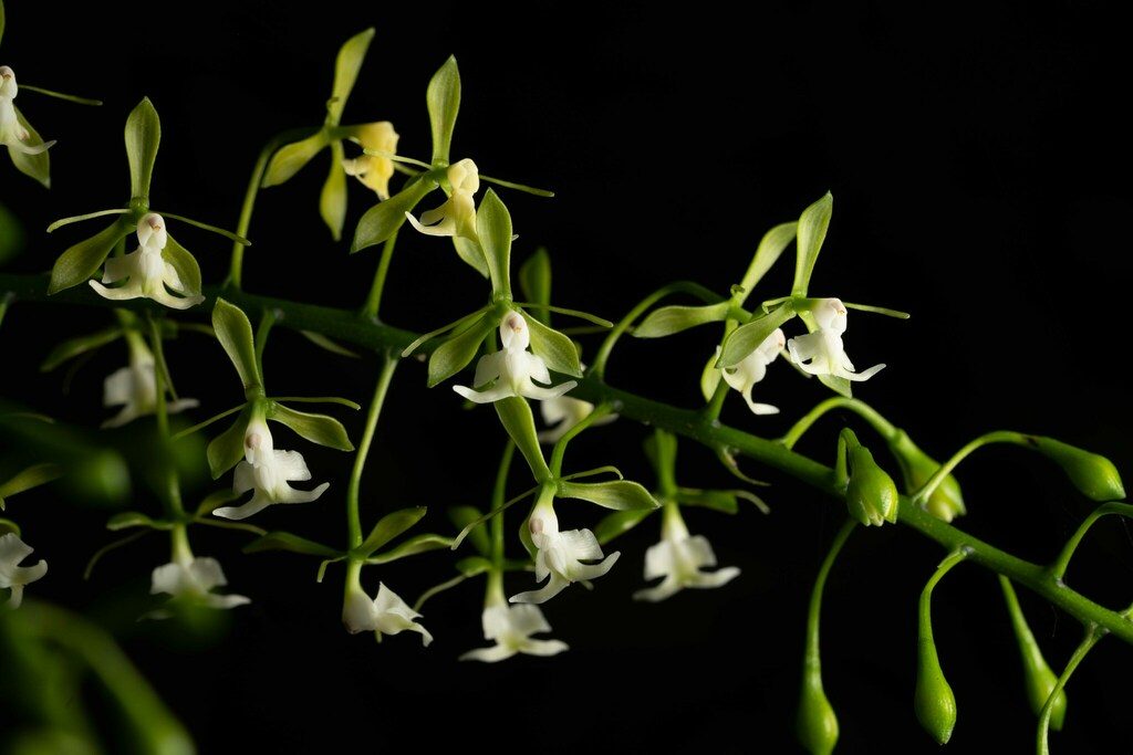 Epidendrum paniculatum