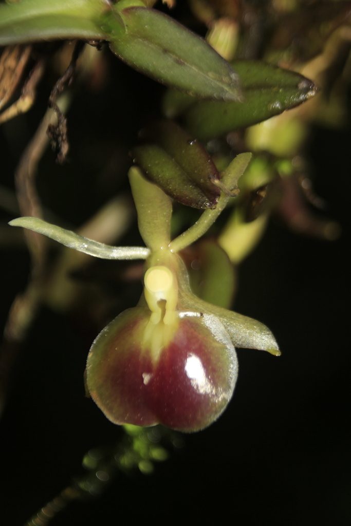 Epidendrum porpax
