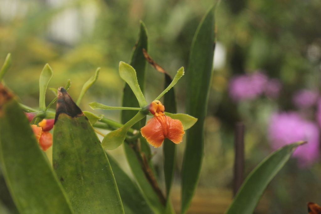 Epidendrum pseudepidendrum