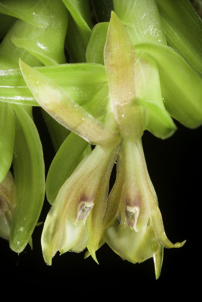 Epidendrum schlechterianum