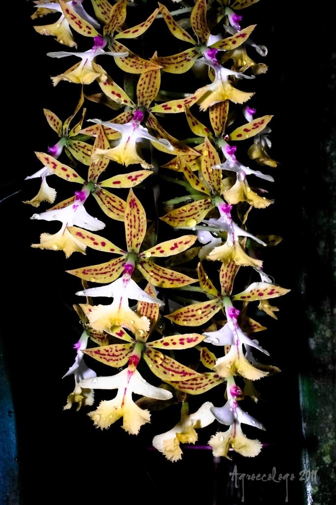 Epidendrum stamfordianum