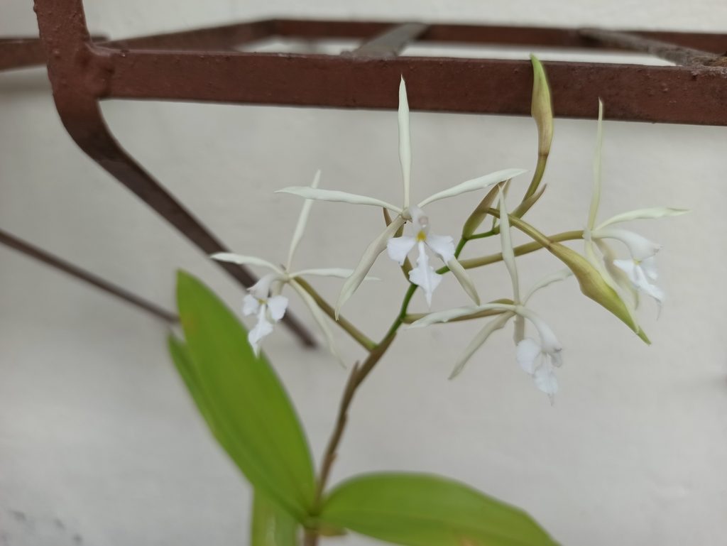 Epidendrum viviparum
