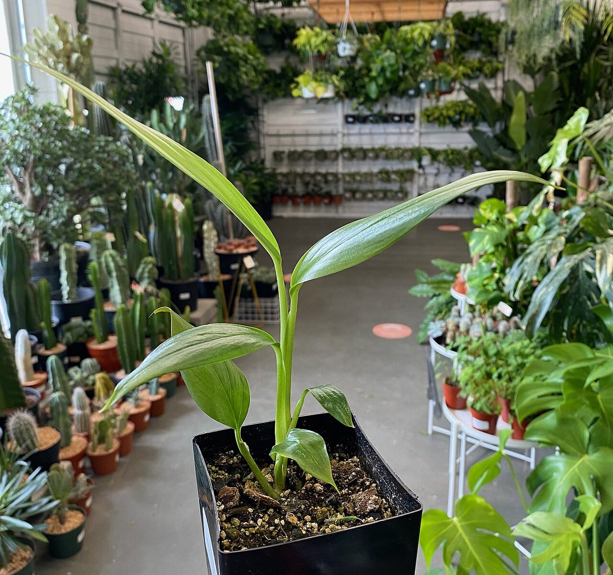 Epipremnum amplissimum